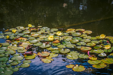 Obraz na płótnie Canvas Pond with Water Lilies