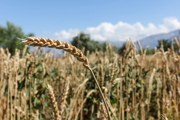 Gold ripe wheat field with sky and clouds