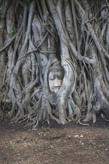 Buddha Head statue trapped in roots of Bodhi Tree at Wat Mahathat. Ayutthaya historical park in Thailand.