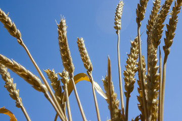 Gold ripe wheat field with blue sky