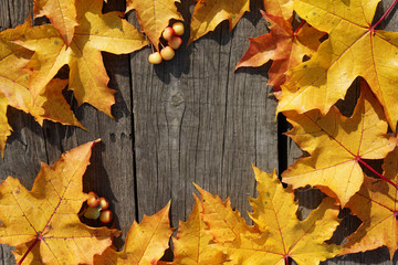  yellow autumn leaves of maple and mini apple in circle pattern on woooden  background