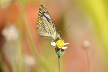 close up beautiful butterfly in fresh nature