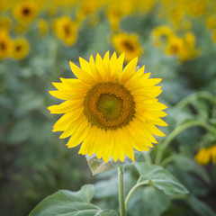 tender isolated sunflower with blurred background