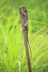 close up the  lizard in fresh nature