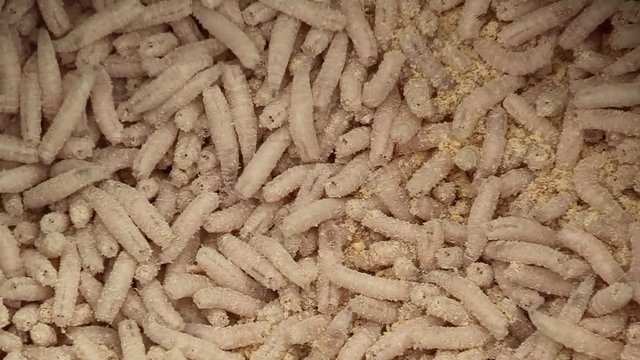 Maggots crawling together