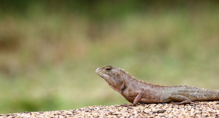 close up the  lizard in fresh nature