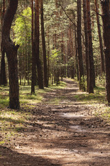 Fototapeta premium Walkway in the park with trees, plants and sunlight in the summer