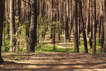 Background of natural woodland with sunlight, trees and walkway