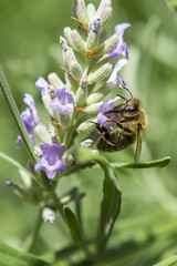 Biene beim Pollen sammeln