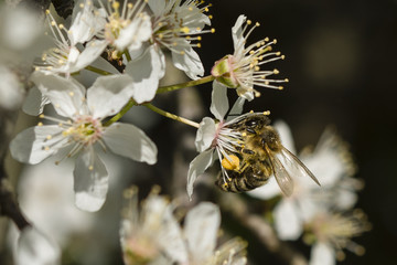 Biene beim Pollen sammeln