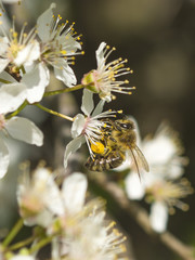 Biene beim Pollen sammeln