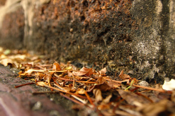 Dry yellow autumn leaves on a background of red brick wall.