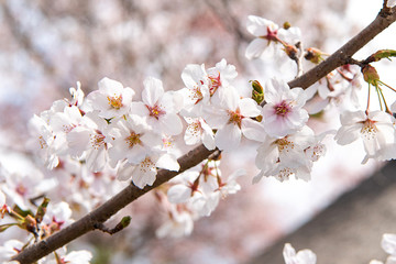 Beautiful cherry blossom sakura in spring time.