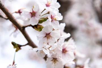 Obraz premium Beautiful cherry blossom sakura in spring time.