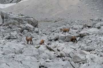 wild chamois in the rocks under grosser priel