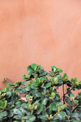 plants against a coral colored wall