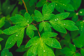Beautiful vivid green leaves of dicentra with dew drops close-up with copy space. Pure, pleasant, nice greenery with rain drops in sunlight. Backdrop from green textured plants in rain weather. Grass.