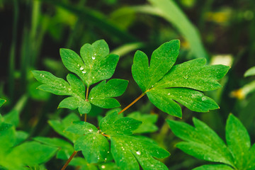 Fototapeta na wymiar Beautiful vivid green leaves of dicentra with dew drops close-up with copy space. Pure, pleasant, nice greenery with rain drops in sunlight. Backdrop from green textured plants in rain weather. Grass.