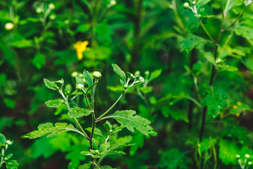 Beautiful vivid leaves with buds of chrysanthemum with dew drops close-up with copy space. Pure, pleasant, nice greenery with rain drops in sunlight. Green plants and grass in rain weather.