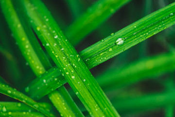 Beautiful vivid shiny green grass with dew drops close-up with copy space. Pure, pleasant, nice greenery with rain drops in sunlight in macro. Background from green textured plants in rain weather.