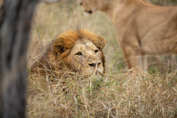 Male Lion peeking over the grass