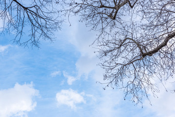 Fototapeta na wymiar With clean and blue sky,leafless old huge plane tree