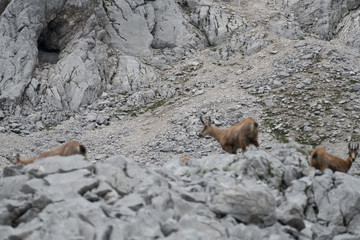 wild chamois in the rocks under grosser priel