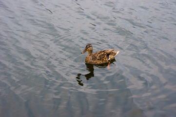 Duck floating in lake close up
