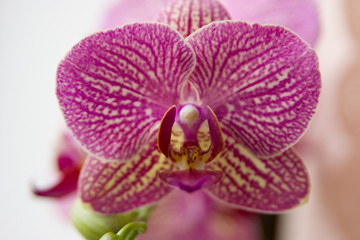 Purple orchid flower close-up