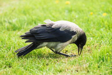 Black crow walks on green lawn with copy space. Raven on grass. Wild bird on meadow. Predatory animal of city fauna. Plumage of bird is close up. Detailed background of body of animal.