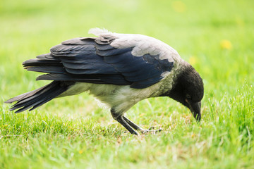 Black crow walks on green lawn with copy space. Raven on grass. Wild bird on meadow. Predatory animal of city fauna. Plumage of bird is close up. Detailed background of body of animal.
