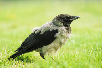 Black crow walks on green lawn with copy space. Raven on grass. Wild bird on meadow. Predatory animal of city fauna. Plumage of bird is close up. Detailed background of body of animal.