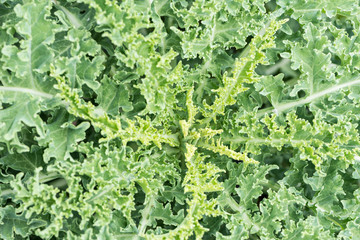 Organic orchard cultivation