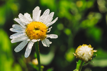 Obraz premium Chamomile in rainfall close up. Daisy in heavy rain in macro. Marguerite in downpour. Wet drops on beautiful flower. Rich vivid green grass in droplets. Background with plants in raindrops.
