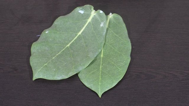 AKDA, AAK. Calotropis procera Asclepiadaceae flowers,aak leaf,aak leaf in hand,aak leaves,aakda leaves,aak leaf on wooden background,aak leaves on hand,aak leaves isolated