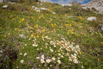 Meadow with expanse of colored flowers tilt shift effect, Dolomites, Italy