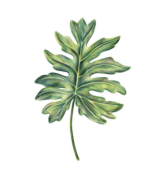 Exotic tropical leaf of monstera, philodendron palm, hand-drawn with colored pencils, raster illustration isolated on white background. Hand drawing of monstera palm leaf, botanical illustration