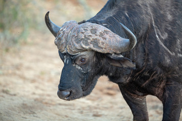 Buffalo Bull