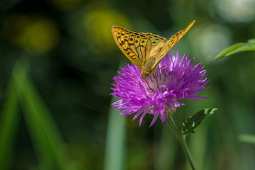 yellow butterfly on the violet flower close up