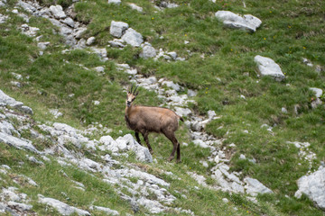 Obraz premium wild shy mountain goat in the nature