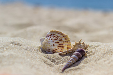 Seashells on the sand on the beach