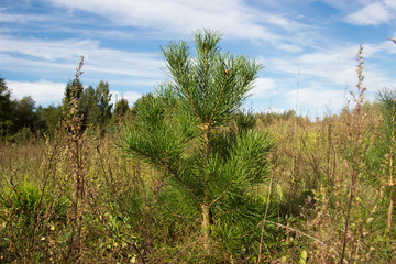 Ecology concept. Summer landscape with a small tree against the blue sky