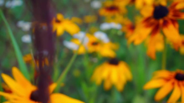 bright flowers of rudbeckia closeup.