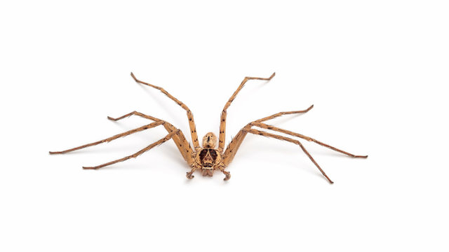 Close up of a banana spider on a white background.