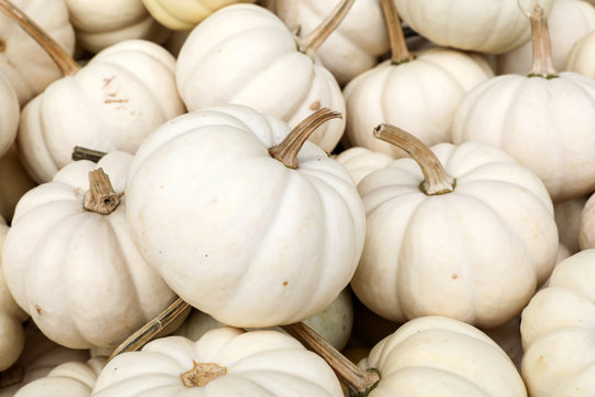 Close up of a white pumpkin on an autumn market in Switzerland
