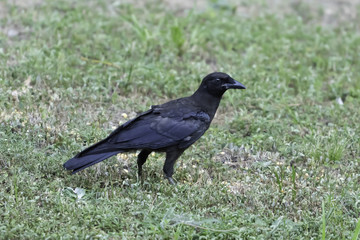 crow in a field
