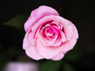 Beautiful pink rose flower for give someone in valentine day
