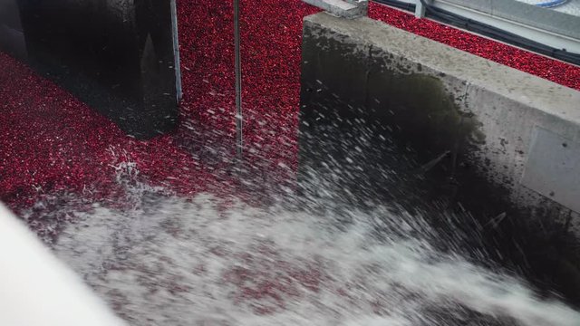 Washing cranberries before processing.