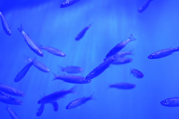 Small long silvery fish chaotic floating water