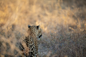 Fototapeta na wymiar Leopard in the Bush